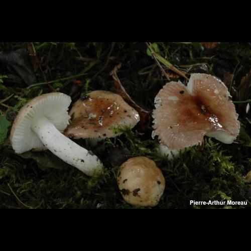 <i>Russula lilacea</i> Quél., 1877 © PA. Moreau