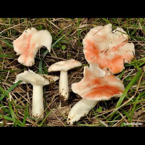 <i>Russula luteotacta</i> Rea, 1922 © Y. Sellier