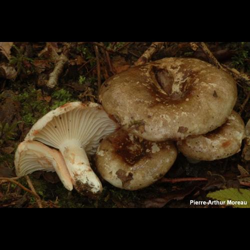 <i>Russula nigricans</i> Fr., 1838 © PA. Moreau