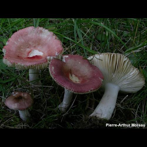 <i>Russula nitida</i> (Pers.) Fr., 1838 © PA. Moreau