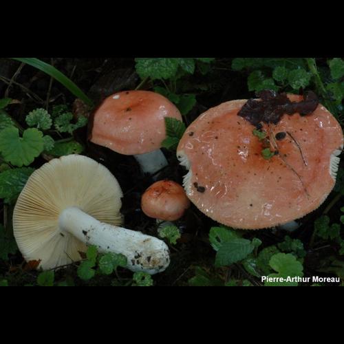 <i>Russula pseudointegra</i> Arnould & Goris, 1907 © PA. Moreau
