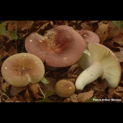 <i>Russula vinosobrunnea</i> (Bres.) Romagn., 1967 © PA. Moreau