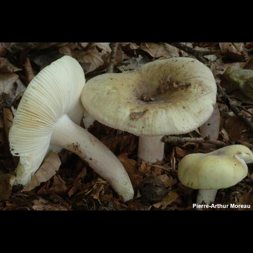 <i>Russula violeipes</i> Quél., 1898 © PA. Moreau