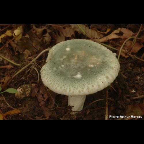 <i>Russula virescens</i> (Schaeff.) Fr., 1836 &copy; PA. Moreau