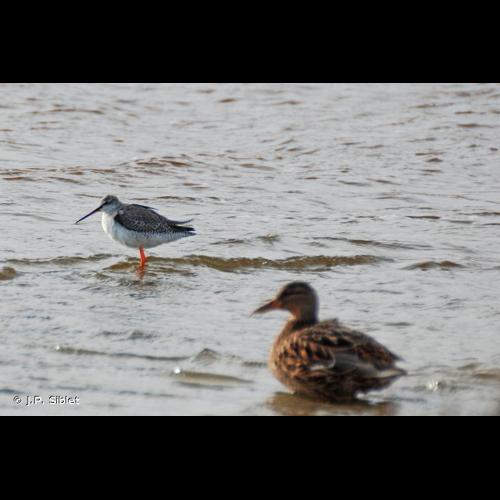 <i>Tringa erythropus</i> (Pallas, 1764) © J.P. Siblet