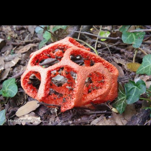 <i>Clathrus ruber</i> P.Micheli ex Pers., 1801 © Michel Garnier