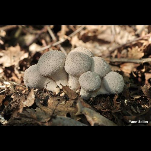 <i>Lycoperdon perlatum</i> Pers., 1796 © Y. Sellier