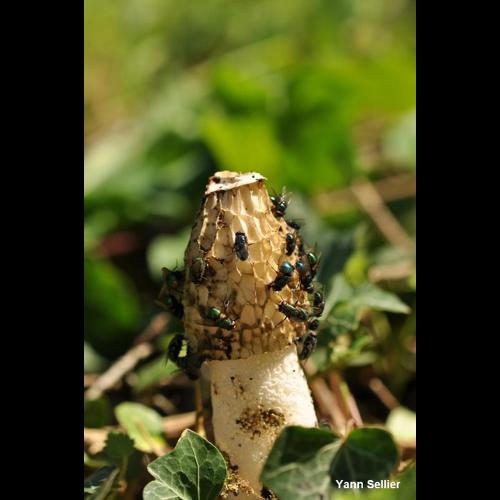 <i>Phallus impudicus</i> L., 1753 &copy; Y. Sellier