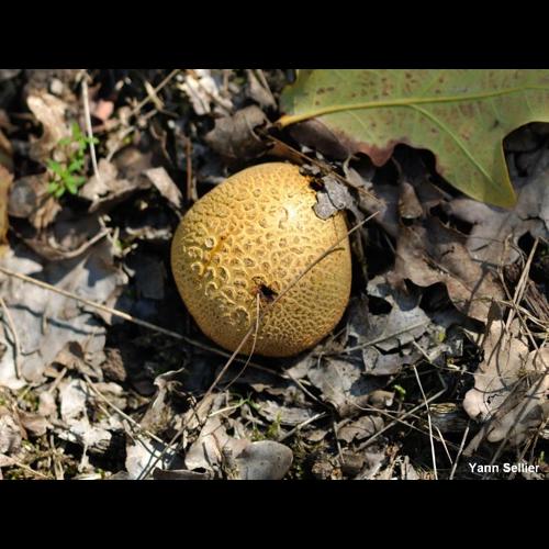 <i>Scleroderma citrinum</i> Pers., 1801 © Y. Sellier