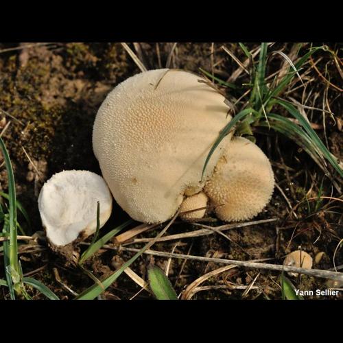 <i>Vascellum pratense</i> (Pers.) Kreisel, 1962 © Y. Sellier