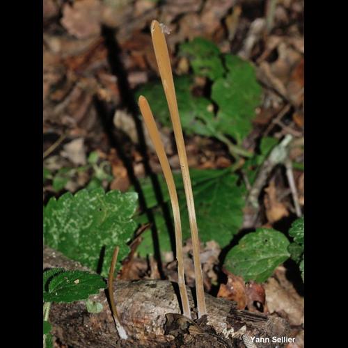 <i>Macrotyphula fistulosa</i> (Holmsk.) R.H.Petersen, 1972 © Y. Sellier