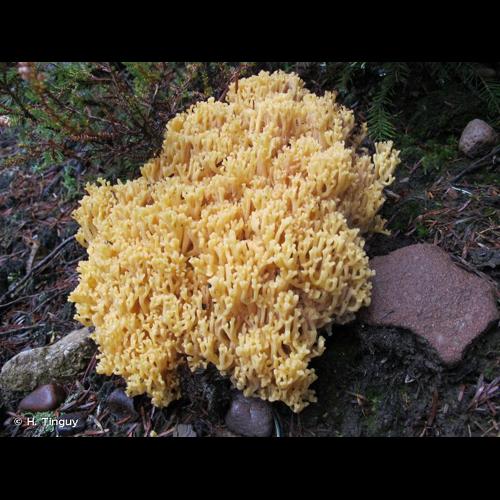 <i>Ramaria flava</i> (Schaeff.) Quél., 1888 © H. Tinguy