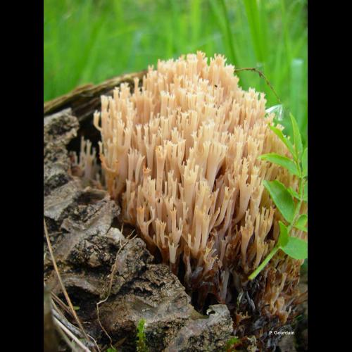 <i>Ramaria stricta</i> (Pers.) Quél., 1888 © P. Gourdain