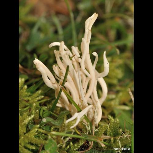 <i>Ramariopsis kunzei</i> (Fr.) Corner, 1950 © Y. Sellier