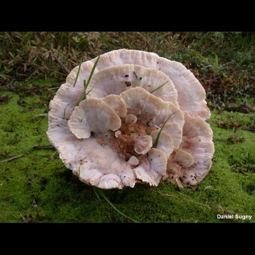 <i>Abortiporus biennis</i> (Bull.) Singer, 1944 &copy; D. Sugny