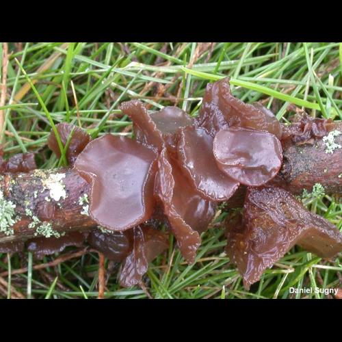 <i>Exidia recisa</i> (Ditmar) Fr., 1822 &copy; D. Sugny