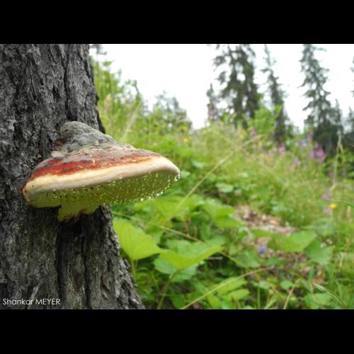<i>Fomitopsis pinicola</i> (Sw.) P.Karst., 1881 © S. MEYER