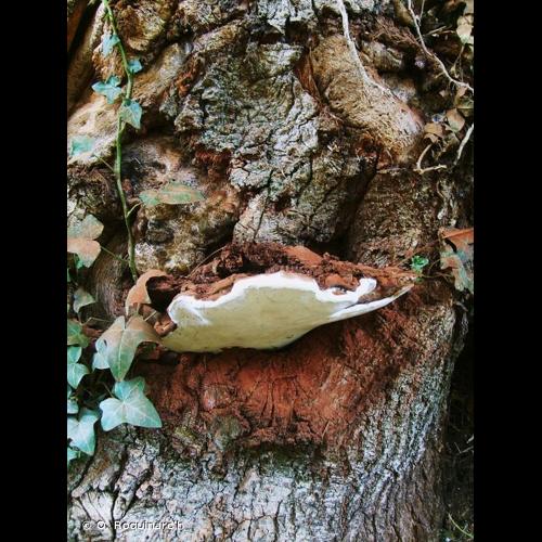 <i>Ganoderma applanatum</i> (Pers.) Pat., 1887 © O. Roquinarc'h