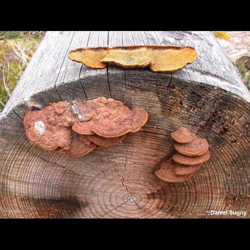 <i>Gloeophyllum sepiarium</i> (Wulfen) P.Karst., 1882 &copy; D. Sugny