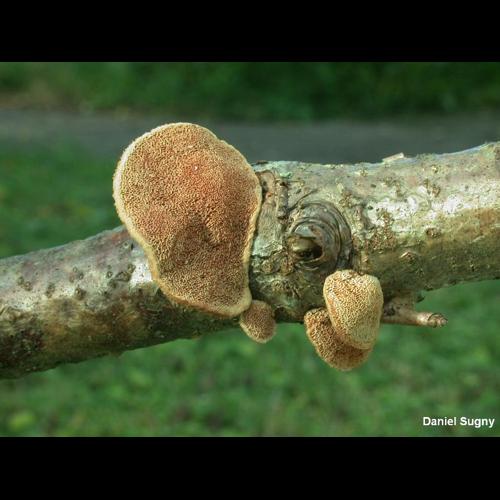 <i>Hapalopilus rutilans</i> (Pers.) Murrill, 1904 © D. Sugny