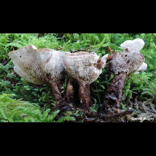 <i>Hydnellum concrescens</i> (Pers.) Banker, 1906 © D. Sugny