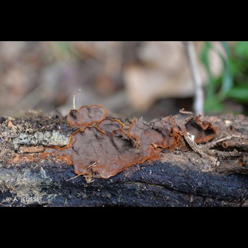 <i>Hymenochaete rubiginosa</i> (Dicks.) Lév., 1846 © A. JEUSSET