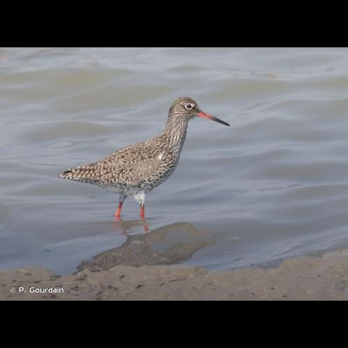 <i>Tringa totanus</i> (Linnaeus, 1758) © P. Gourdain