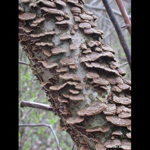 <i>Hymenochaete tabacina</i> (Sowerby) Lév., 1846 © D. Sugny