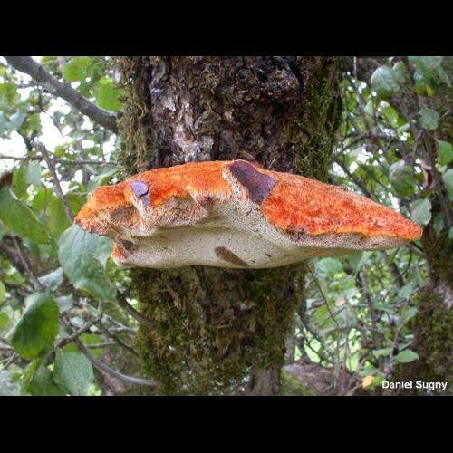 <i>Inonotus hispidus</i> (Bull.) P.Karst., 1879 © D. Sugny
