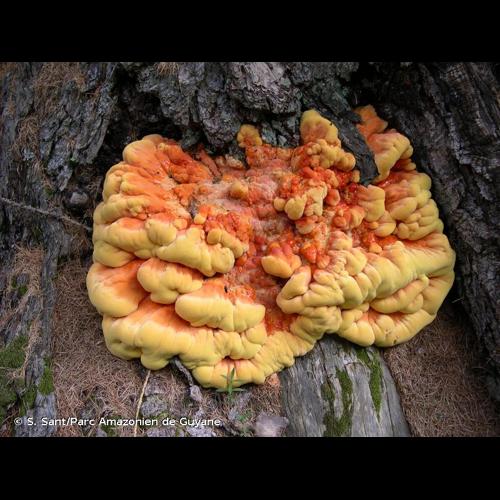 <i>Laetiporus sulphureus</i> (Bull.) Murrill, 1920 © S. Sant/Parc Amazonien de Guyane