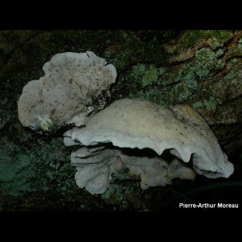 <i>Cyanosporus subcaesius</i> (A.David) B.K.Cui, L.L.Shen & Y.C.Dai, 2018 © PA. Moreau