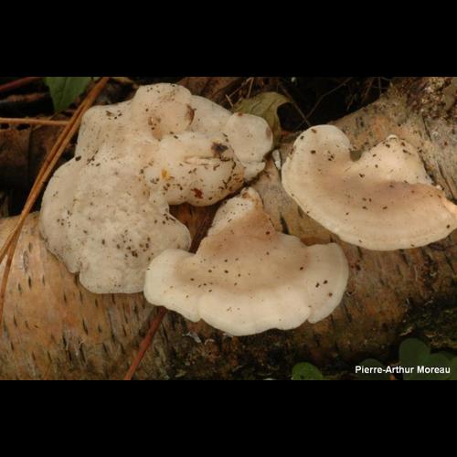<i>Postia tephroleuca</i> (Fr.) Jülich, 1982 © PA. Moreau