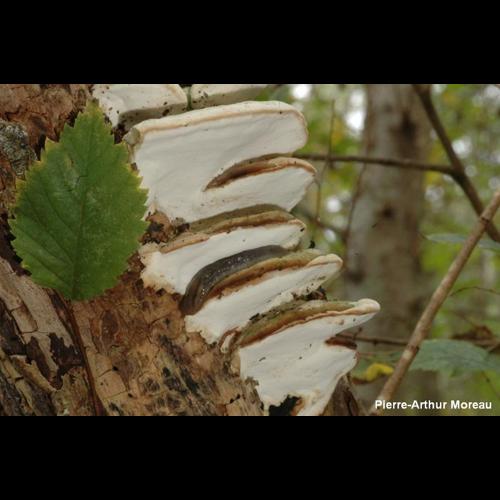 <i>Oxyporus populinus</i> (Schumach.) Donk, 1933 © PA. Moreau