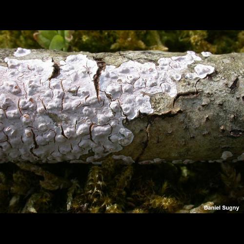 <i>Peniophora polygonia</i> (Pers.) Bourdot & Galzin, 1928 © D. Sugny