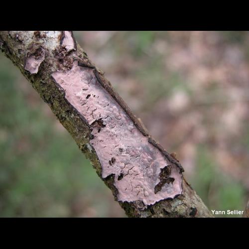 <i>Peniophora quercina</i> (Pers.) Cooke, 1879 © Y. Sellier