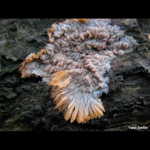 <i>Phlebia merismoides</i> (Fr.) Fr., 1821 © Y. Sellier