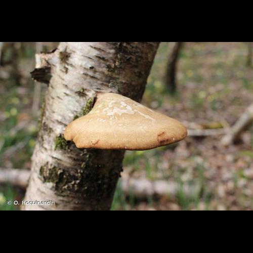 <i>Piptoporus betulinus</i> (Bull.) P.Karst., 1881 © O. Roquinarc'h