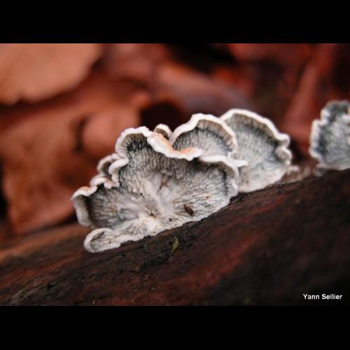 <i>Plicaturopsis crispa</i> (Pers.) D.A.Reid, 1964 &copy; Y. Sellier