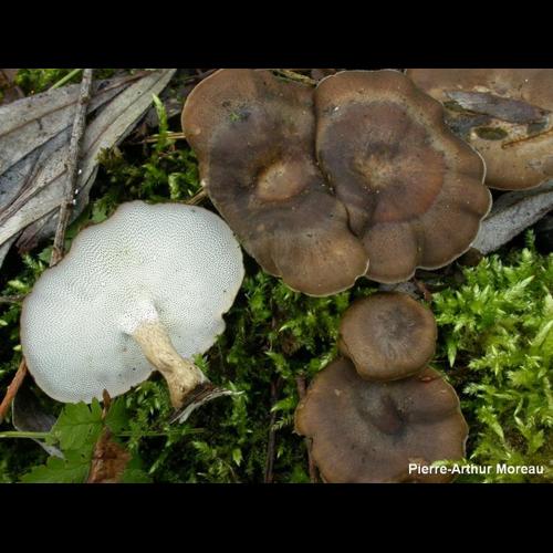 <i>Lentinus brumalis</i> (Pers.) Zmitr., 2010 © PA. Moreau