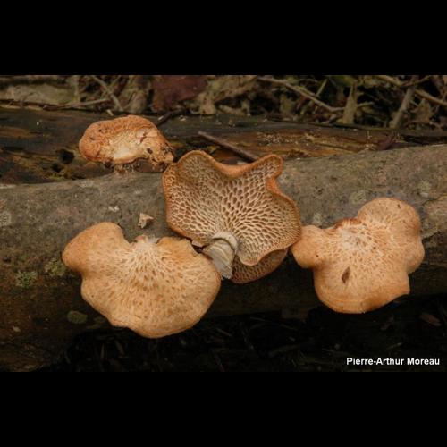 <i>Polyporus alveolarius</i> (Bosc) Fr., 1821 &copy; PA. Moreau