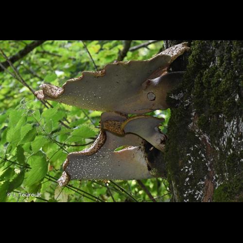 <i>Polyporus squamosus</i> (Huds.) Fr., 1821 © J. Touroult