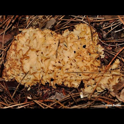 <i>Sparassis crispa</i> (Wulfen) Fr., 1821 &copy; Y. Sellier