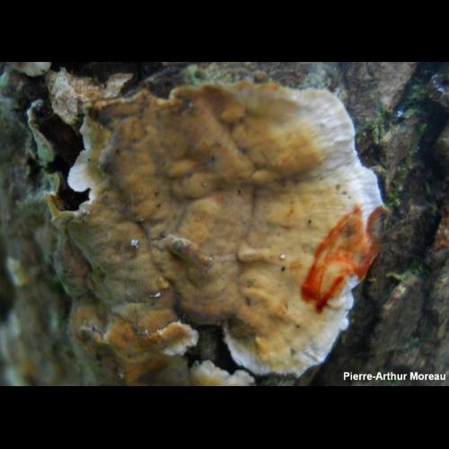 <i>Stereum gausapatum</i> (Fr.) Fr., 1874 © PA. Moreau