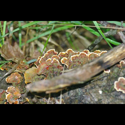 <i>Stereum hirsutum</i> (Willd.) Pers., 1800 &copy; J. Thevenot