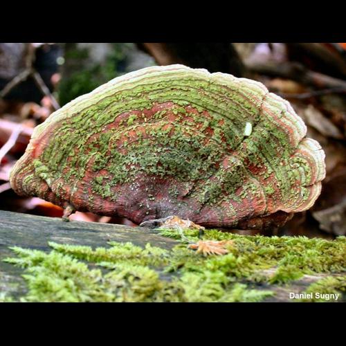 <i>Stereum subtomentosum</i> Pouzar, 1964 © D. Sugny