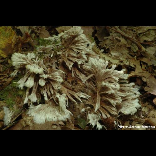 <i>Thelephora mollissima</i> Fr. © PA. Moreau