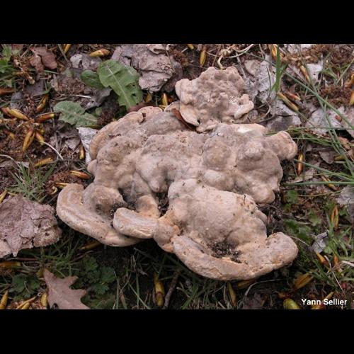 <i>Trametes gibbosa</i> (Pers.) Fr., 1838 &copy; Y. Sellier