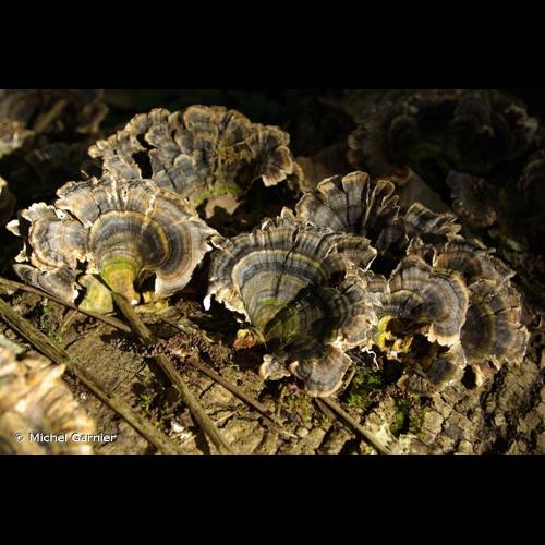 <i>Trametes versicolor</i> (L.) Lloyd, 1921 &copy; Michel Garnier