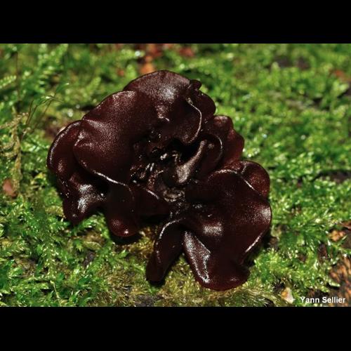 <i>Phaeotremella foliacea</i> (Pers.) Wedin, J.C.Zamora & Millanes, 2016 &copy; Y. Sellier