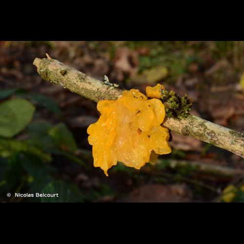 <i>Tremella mesenterica</i> Retz., 1769 &copy; Nicolas Belcourt